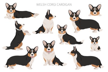 Galli Corgi hırkası. Farklı pozlar, farklı renkler. Vektör illüstrasyonu