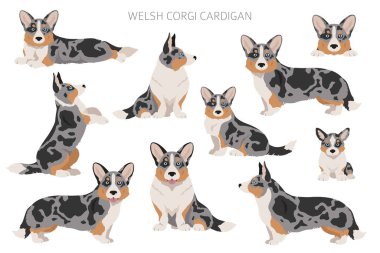 Galli Corgi hırkası. Farklı pozlar, farklı renkler. Vektör illüstrasyonu