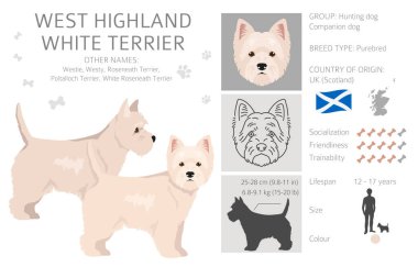 West Highland White Terrier klibi. Farklı pozlar, farklı renkler. Vektör illüstrasyonu