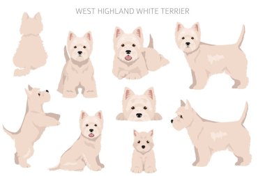 West Highland White Terrier klibi. Farklı pozlar, farklı renkler. Vektör illüstrasyonu