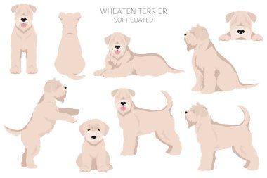 Yumuşak kaplamalı Wheaten Terrier klipsi. Farklı pozlar, farklı renkler. Vektör illüstrasyonu