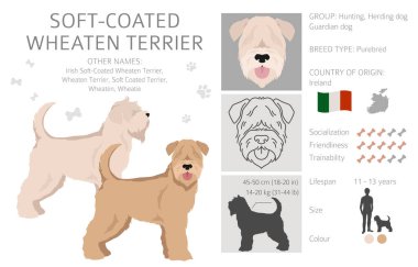 Yumuşak kaplamalı Wheaten Terrier klipsi. Farklı pozlar, farklı renkler. Vektör illüstrasyonu