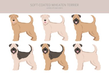 Yumuşak kaplamalı Wheaten Terrier klipsi. Farklı pozlar, farklı renkler. Vektör illüstrasyonu
