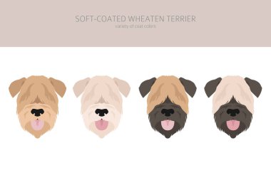 Yumuşak kaplamalı Wheaten Terrier klipsi. Farklı pozlar, farklı renkler. Vektör illüstrasyonu