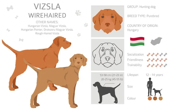 Vizsla Wirehaired Clipart Different Poses Coat Colors Set Vector Illustration — Stock Vector