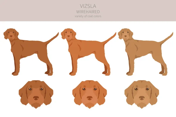Vizsla Wirehaired Clipart Different Poses Coat Colors Set Vector Illustration — Stock Vector