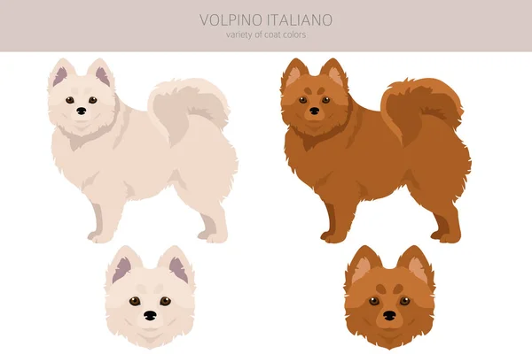 Volpino Italiano Κλιπ Διαφορετικές Πόζες Σετ Χρωμάτων Εικονογράφηση Διανύσματος — Διανυσματικό Αρχείο