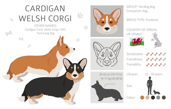 Walijski Kardigan Corgi Clipart Różne Pozy Zestaw Kolorów Płaszcza Ilustracja — Wektor stockowy