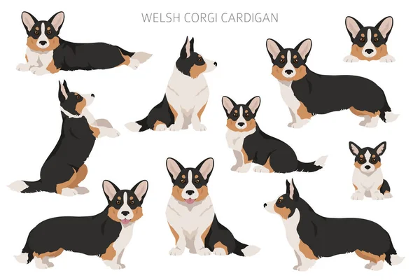 Cardigan Corgi Galês Clipart Poses Diferentes Conjunto Cores Casaco Ilustração —  Vetores de Stock