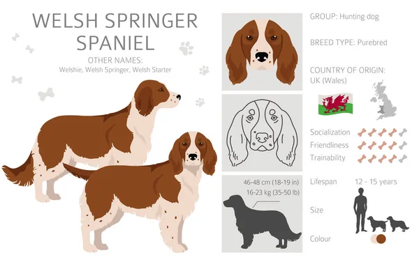 Welsh Springer Spaniel Clipart Pose Yang Berbeda Warna Mantel Ditetapkan - Stok Vektor