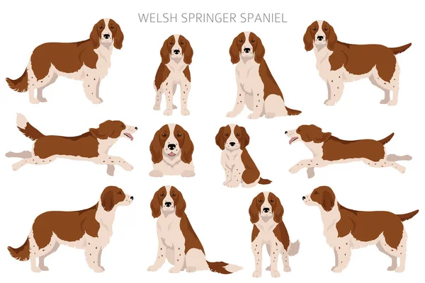 Welsh Springer Spaniel Clipart Różne Pozy Zestaw Kolorów Płaszcza Ilustracja — Wektor stockowy