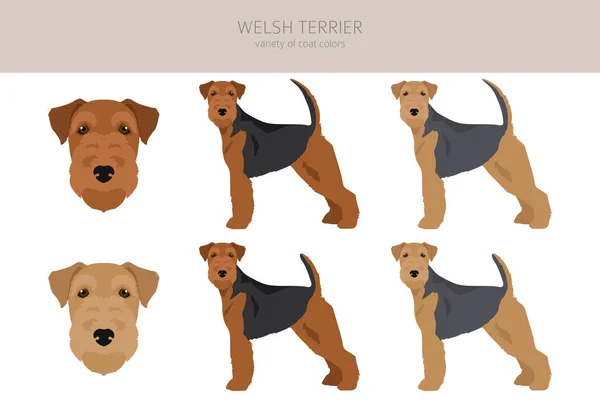 Welsh Terrier Clipart Different Poses Coat Colors Set Vector Illustration — Stock Vector