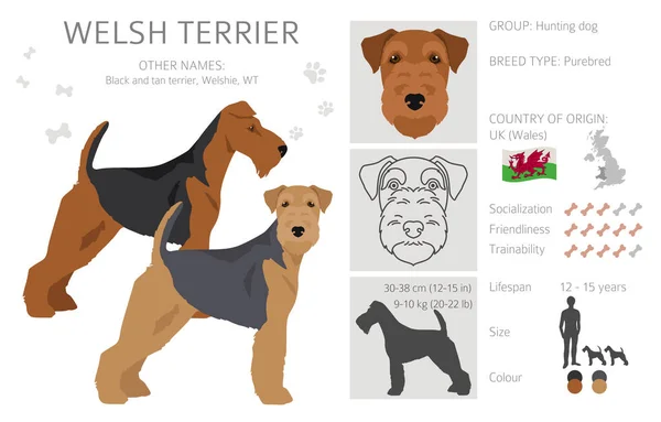 Welsh Terrier Clipart Pose Yang Berbeda Warna Mantel Ditetapkan Ilustrasi - Stok Vektor