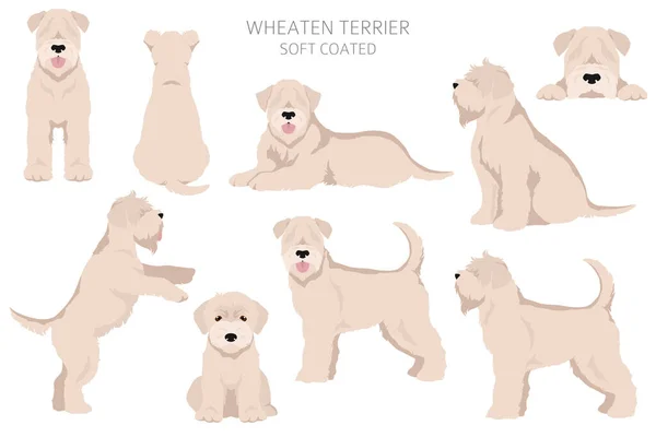 Μαλακή Επικάλυψη Wheaten Terrier Clipart Διαφορετικές Πόζες Σετ Χρωμάτων Εικονογράφηση — Διανυσματικό Αρχείο