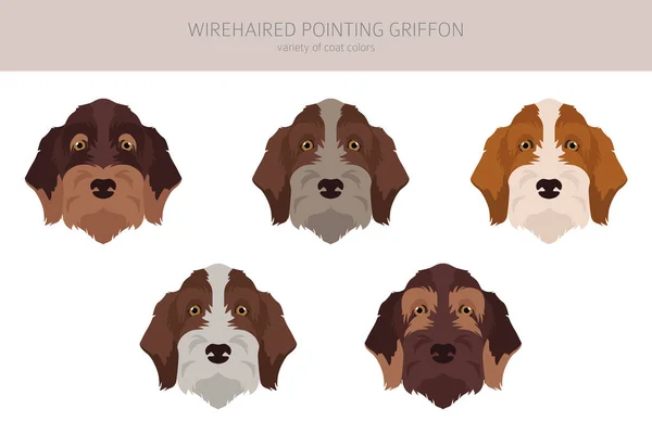 Wirehaired Point Griffon Clipart Verschillende Houdingen Jas Kleuren Set Vectorillustratie — Stockvector