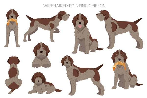 Wirehaired Wskazując Kliparty Griffon Różne Pozy Zestaw Kolorów Płaszcza Ilustracja — Wektor stockowy