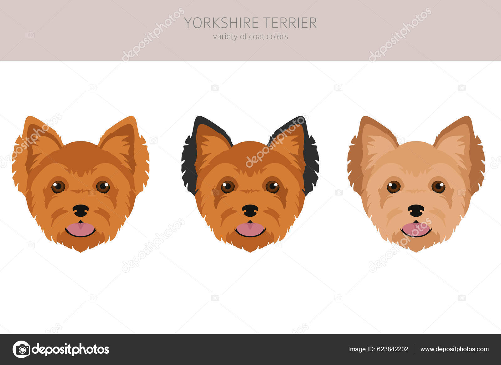 Yorkshire Terrier Clipart Différentes Poses Couleurs Manteau Réglées  Illustration Vectorielle Vecteur par ©A7880S 623842202