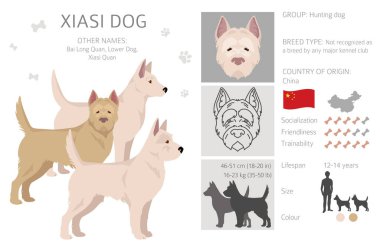 Xiasi köpek klipsi. Tüm ceket renkleri ayarlandı. Bütün köpekler karakteristik bilgileri çoğaltır. Vektör illüstrasyonu