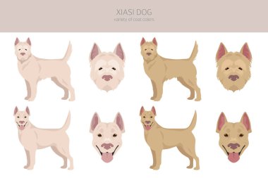 Xiasi köpek klipsi. Tüm ceket renkleri ayarlandı. Bütün köpekler karakteristik bilgileri çoğaltır. Vektör illüstrasyonu