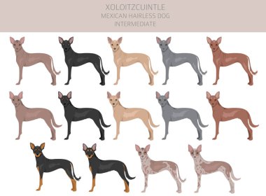 Xoloitzcuintle, Meksikalı tüysüz, orta boy köpek klipsi. Farklı pozlar, farklı renkler. Vektör illüstrasyonu