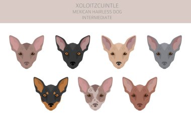 Xoloitzcuintle, Meksikalı tüysüz, orta boy köpek klipsi. Farklı pozlar, farklı renkler. Vektör illüstrasyonu