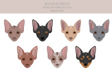 Xoloitzcuintle, Meksikalı tüysüz köpek maketi. Farklı pozlar, farklı renkler. Vektör illüstrasyonu