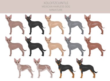 Xoloitzcuintle, Meksikalı tüysüz köpek maketi. Farklı pozlar, farklı renkler. Vektör illüstrasyonu
