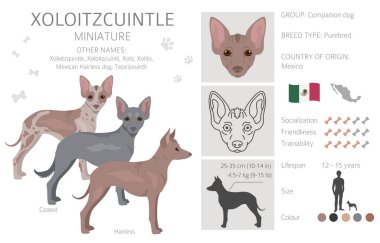 Xoloitzcuintle, Meksikalı tüysüz köpek maketi. Farklı pozlar, farklı renkler. Vektör illüstrasyonu