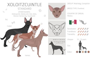 Xoloitzcuintle, Meksikalı tüysüz köpek standart klipsi. Farklı pozlar, farklı renkler. Vektör illüstrasyonu