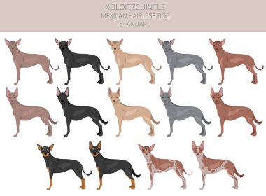 Xoloitzcuintle, Meksikalı tüysüz köpek standart klipsi. Farklı pozlar, farklı renkler. Vektör illüstrasyonu