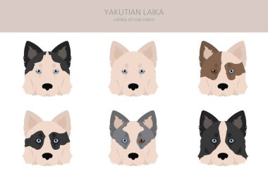 Yakutian Laika  clipart. Different poses, coat colors set.  Vector illustration clipart