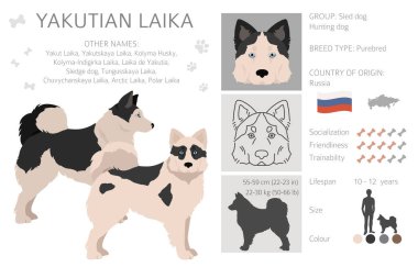 Yakutian Laika clipart. Farklı pozlar, farklı renkler. Vektör illüstrasyonu