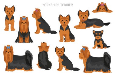Yorkshire Teriyeri. Farklı pozlar, farklı renkler. Vektör illüstrasyonu