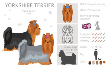 Yorkshire Teriyeri. Farklı pozlar, farklı renkler. Vektör illüstrasyonu
