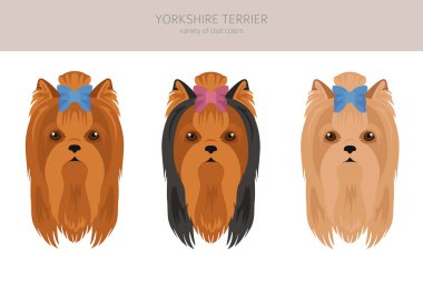 Yorkshire Teriyeri. Farklı pozlar, farklı renkler. Vektör illüstrasyonu