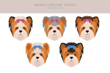 Biewer Yorkshire Teriyeri. Farklı pozlar, farklı renkler. Vektör illüstrasyonu