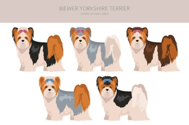 Biewer Yorkshire Teriyeri. Farklı pozlar, farklı renkler. Vektör illüstrasyonu