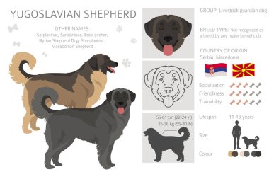 Yugoslav Çoban Klibi. Tüm ceket renkleri ayarlandı. Bütün köpekler karakteristik bilgileri çoğaltır. Vektör illüstrasyonu