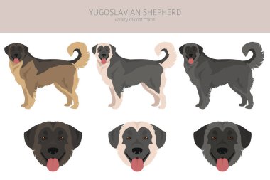 Yugoslav Çoban Klibi. Tüm ceket renkleri ayarlandı. Bütün köpekler karakteristik bilgileri çoğaltır. Vektör illüstrasyonu