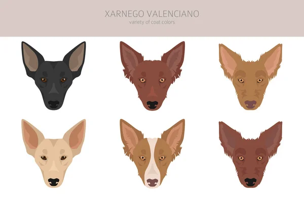 Xarnego Valenciano Clipart Alla Pälsfärger Inställda Alla Hund Raser Egenskaper — Stock vektor