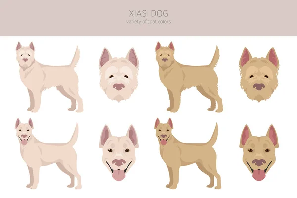 Xiasi犬の飛び地 すべてのコートの色セット すべての犬は特徴的なインフォグラフィックを繁殖させます ベクターイラスト — ストックベクタ