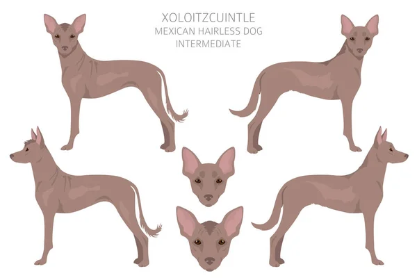 Xoloitzcuintle Meksikalı Tüysüz Orta Boy Köpek Klipsi Farklı Pozlar Farklı — Stok Vektör