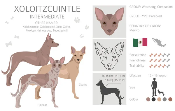 Xoloitzcuintle Meksykański Bezwłosy Pies Pośredni Clipart Różne Pozy Zestaw Kolorów — Wektor stockowy