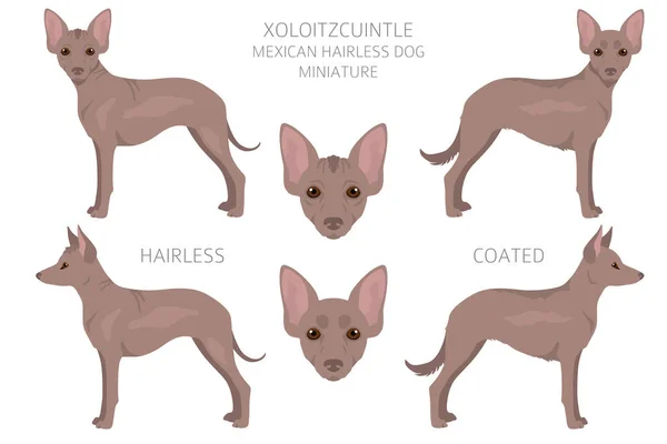 Xoloitzcuintle Mexikanischer Haarloser Miniaturhund Verschiedene Posen Festgelegte Fellfarben Vektorillustration — Stockvektor