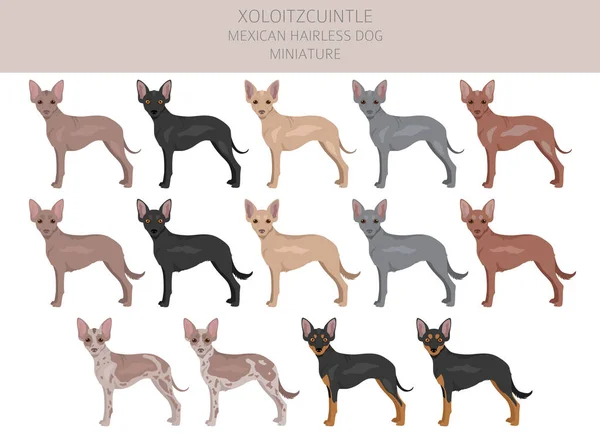 stock vector Xoloitzcuintle, Mexican hairless dog miniature clipart. Different poses, coat colors set.  Vector illustration