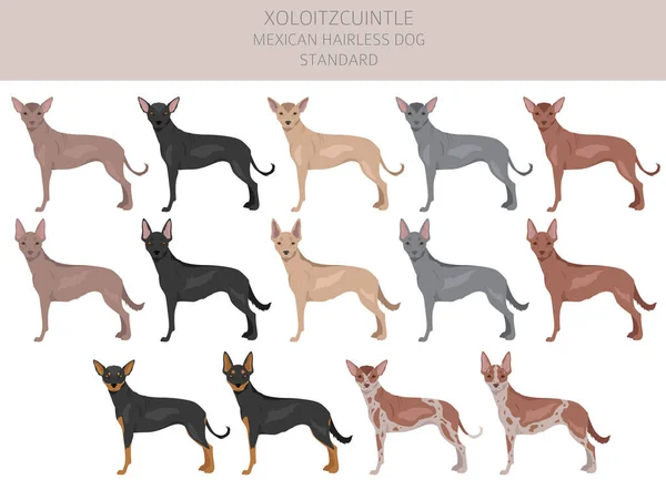Xoloitzcuintle Mexikanischer Haarloser Hund Standard Cliparts Verschiedene Posen Festgelegte Fellfarben — Stockvektor