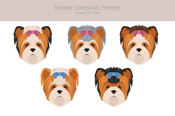 Biewer Yorkshire Terrier Clipart Posate Diverse Colori Del Cappotto Impostati — Vettoriale Stock
