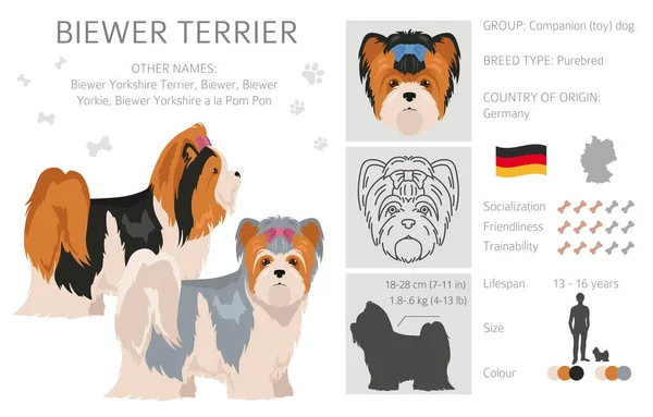 Biewer Yorkshire Terrier Előfizetője Különböző Pózok Kabát Színek Vektorillusztráció — Stock Vector