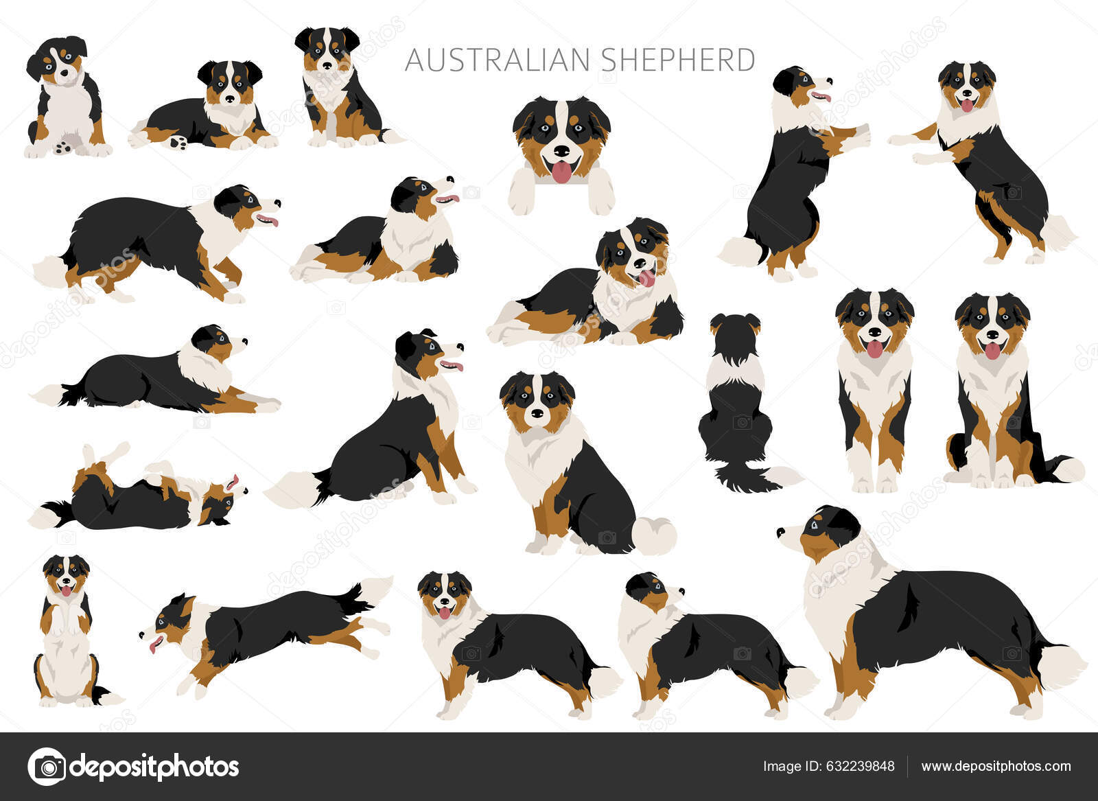 Ausztrál Pásztor Előfizető Kabát Színek Ausztrál Készlet Minden Kutya  Fajták Stock Vektor: ©A7880S 632239848