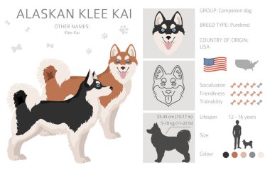 Alaska klee kai Tüm renkler klitoris. Farklı ceket renkleri. Vektör illüstrasyonu